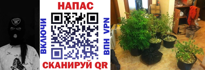 Купить  Любань  Шишки марихуана VHQ 