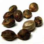 Семена марихуаны АК-47  (Seeds AK-47) в Любани